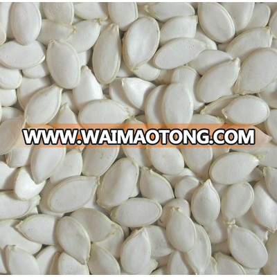 Chinese white pumpkin seeds,snow white,best quality