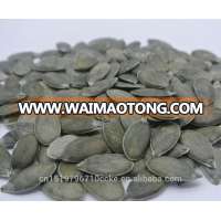 factory supply Chinese pumpkin seeds gws AA with best price