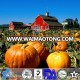 Wholesale 2016 New Crop Pumpkin Seeds for Europe GWS Grade AA Price