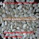 SNOW WHITE PUMPKIN SEEDS 8-9CM 11 CM UP 13 CM UP 14 cm up 15 cm up